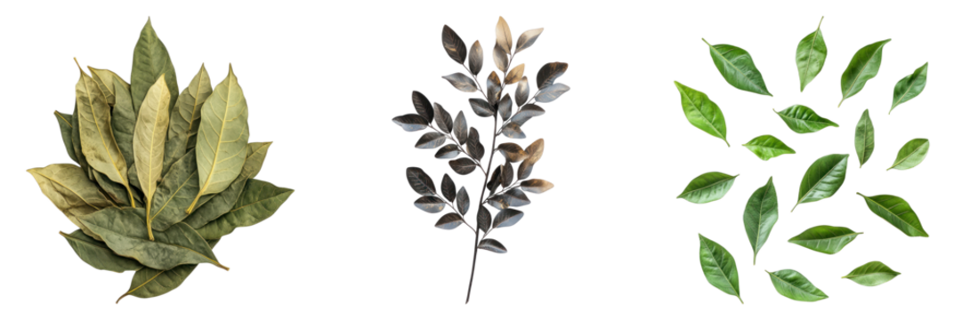 Diverse array of leaves showing a variety of colors and textures, capturing the beauty of nature's botanical elements. This image showcases the textures and forms of leaves.