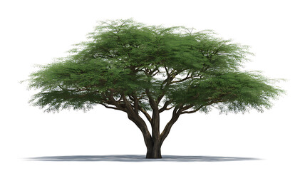 Large green tree on transparent background with broad canopy and visible root base a natural element for landscape designs