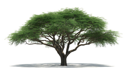 Large green tree on transparent background with broad canopy and visible root base a natural element for landscape designs