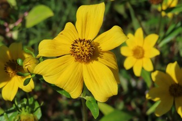 Bidens aristosa flowers in the meadow in Florida nature,  closeup