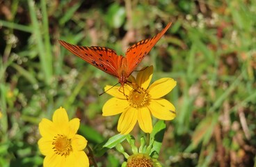 Gulf fritillary butterfly on Bidens aristosa flowers in Florida nature, closeup