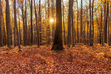 Fototapeta premium Warm sunlight shines through tall trees in a colorful autumn forest. Golden leaves and soft rays create a peaceful seasonal landscape full of warmth and harmony.