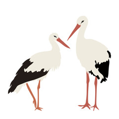 Two Elegant White Storks Standing Together Illustration