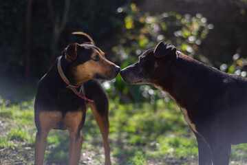 Pareja de perros tocan sus hocicos 