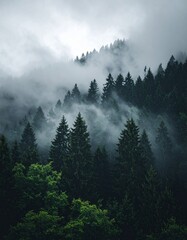 Moody Dark Green Forest with Soft Fog Minimalist Nature Wallpaper