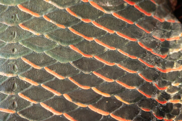 arapaima