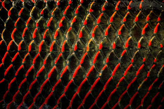 arapaima