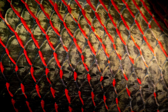 arapaima