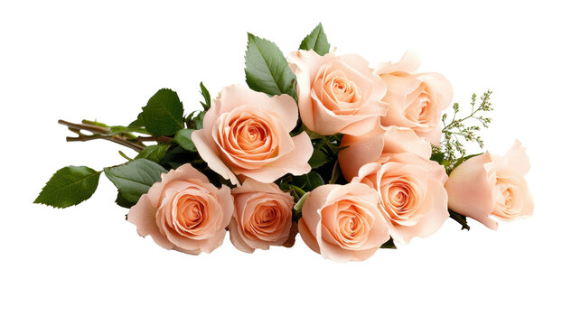 Elegant bouquet of peach roses on transparent background