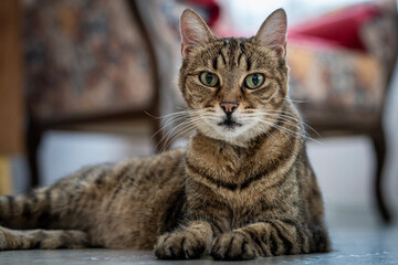 Tabby Cat Looking at Camera Indoors