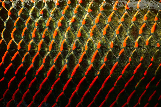arapaima scale 