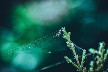 A small spider rests on its intricate web, adorned with glistening water droplets on a lush green plant sprout, captured in a close-up macro shot in India's natural environment.