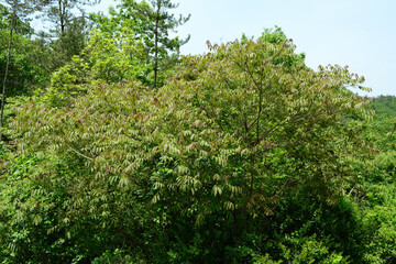 Fototapeta premium Rhus sylvestris, Toxicodendron sylvestre, Korean sumac tree with red autumn leaves and yellow-green flowers, photographed in Korea.