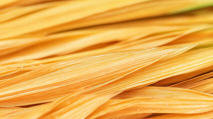 Close up textures of corn husk with golden fibers and water droplets, natural abstract pattern in warm light