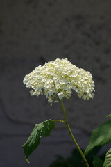 Garden hydrangea (Hydrangea macrophylla).