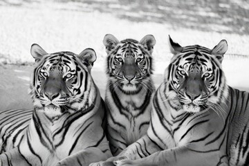 Obraz premium Trio of Tigers in Black and White Portrait