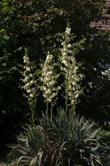 Palm lily (Yucca filamentosa).