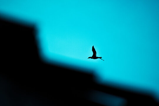 A solitary bird flies silhouetted against a vibrant turquoise sky over India, with dark abstract shapes framing the composition.