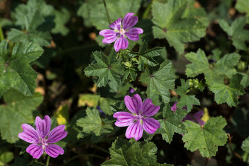 Malva neglecta (Malva neglecta).