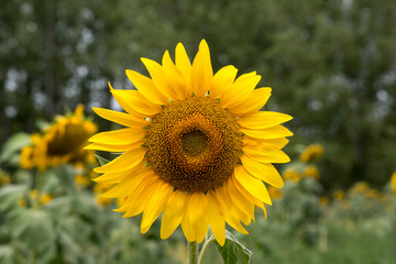 Sunflower (Helianthus annuus).