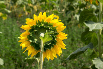 Sunflower (Helianthus annuus).