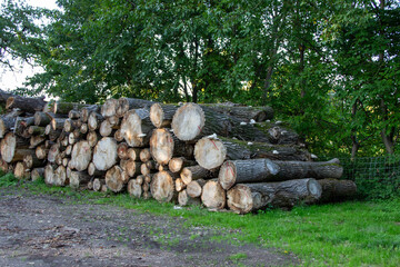 Stacked logs in a natural setting, showcasing the texture of wood and the vibrant greenery surrounding the timber, emphasizing sustainable forestry and nature's beauty