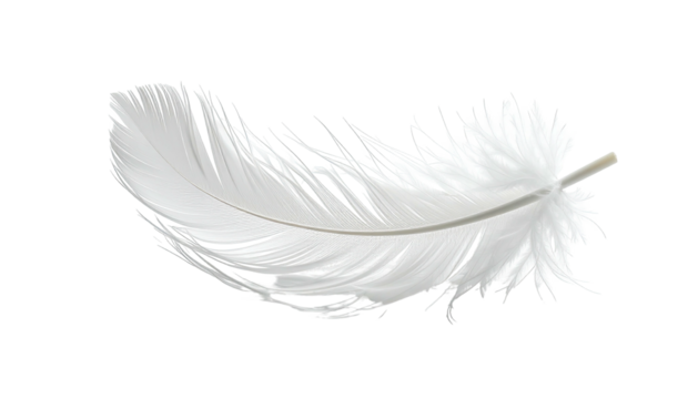 A delicate white feather, gently curved, with intricate barbs and a translucent quality