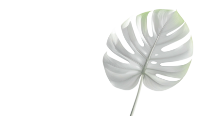 A white Monstera leaf against a black background. Simple, elegant, and minimalistic