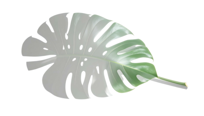 Large, partially gray and green tropical leaf against a black background