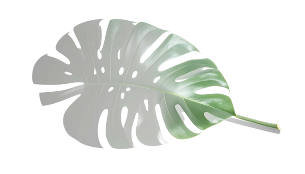 Large, partially gray and green tropical leaf against a black background