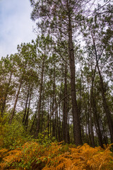 Fototapeta premium Forêt de Pins des Landes sur la commune de Parentis-en-Born en France