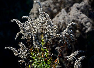 puszyste nasiona nawłoci kanadyjskiej pod słońce na czarnym tle, Solidago canadensis, fluffy goldenrod seeds under the sun on a black background, jesień, autumn	