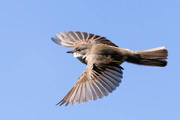 Common whitethroat