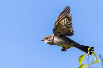 Common whitethroat