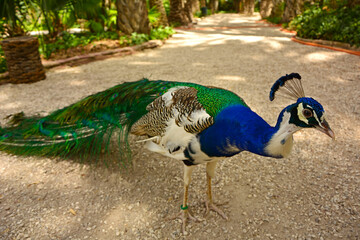 Paw indyjski, paw niebieski, paw zwyczajny, Pavo cristatus, pavone, samiec pawia na żwirowej ściezce w parku z palmami, paw jako potomek dinozaura, peacock as a descendant of a dinosaur © kateej