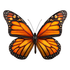 Fototapeta premium Butterfly monarch isolated on transparent background