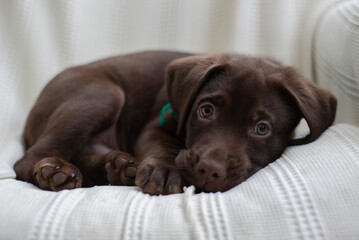 Cachorro de labrador color chocolate recostado en el sill&oacute;n