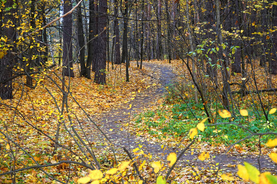 A beautiful landscape with a winding path in an autumn forest strewn with fallen yellow leaves