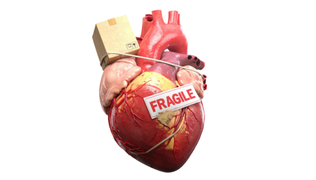 A realistic human heart illustration featuring a small cardboard box and a 'Fragile' label