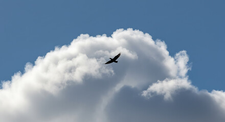 Fototapeta premium Crow Flying Against Cloud and Blue Sky
