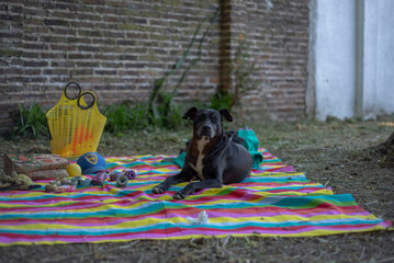 Perro sentado en lona colorida 