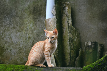 An orange tabby cat sits on a moss-covered concrete wall with a textured, weathered background in...