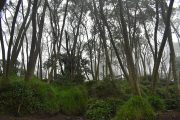 Photos of climbing & the natural beauty of Mount Slamet, Mount Slamet is the highest mountain.