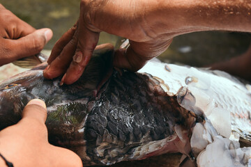 A close-up view of hands meticulously descaling a fresh fish, a traditional food preparation...