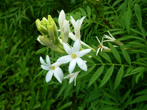 Tuberose flower and bud; Flowers; Tuberose; Nature Beauty; Polianthes Tuberosa; TuberoseLeaves; Fragrant Flower; Nature Beauty 6
