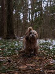 shih tzu dog stands on the road in a park in winter