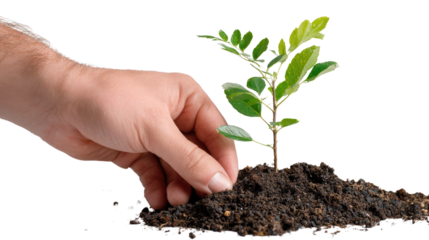 Nurturing Life's Growth: A nurturing hand delicately tends to a young seedling planted in fertile soil, symbolizing growth, care, and the promise of new beginnings.