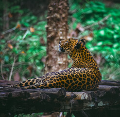 A magnificent Indian leopard rests on a sturdy wooden log within a lush green forest in India, captured in a captivating profile view.