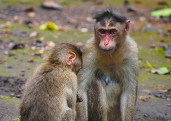 Naklejka premium A close-up portrait features an adult Bonnet Macaque and a juvenile monkey interacting on the natural ground in India. The adult gazes forward while the young one looks down.
