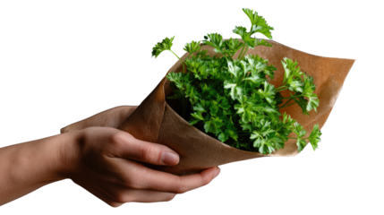 Parsley Bouquet Presentation: Delicate hands tenderly present a fragrant bouquet of fresh, vibrant parsley wrapped in rustic paper, embodying the essence of culinary artistry.